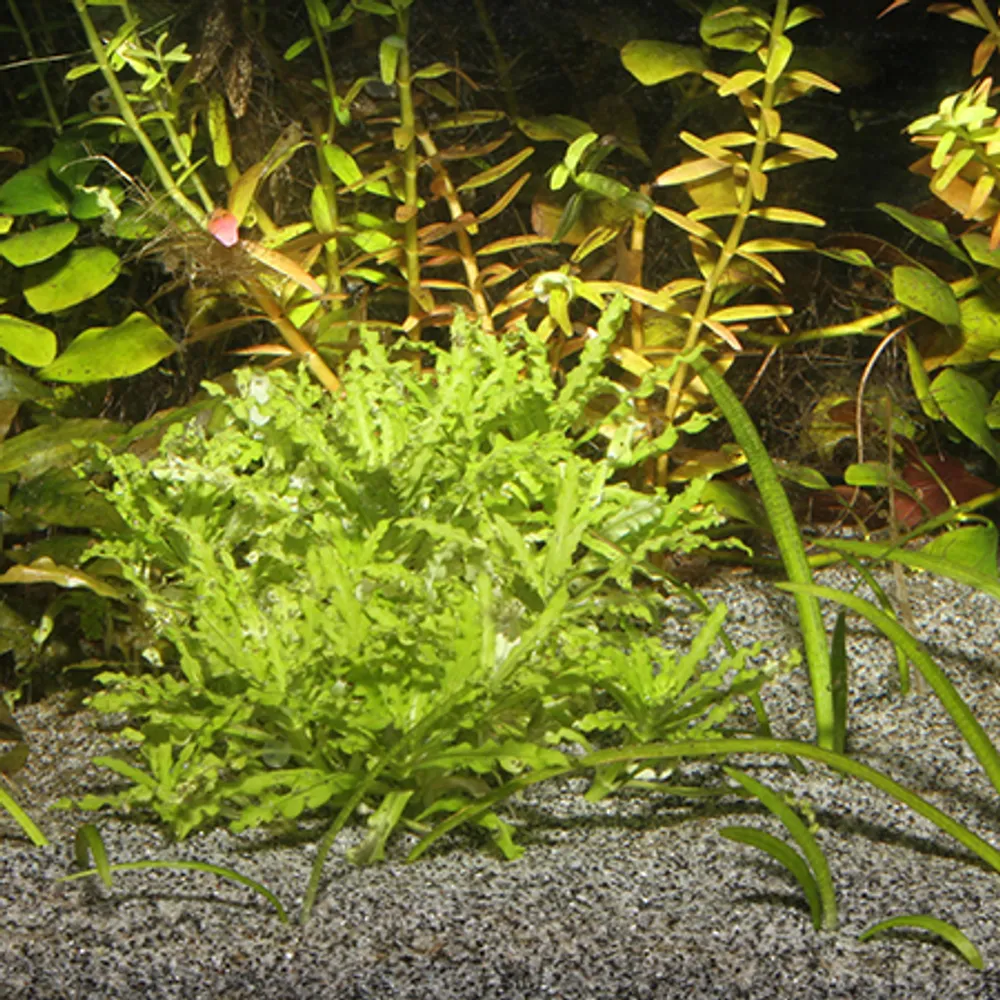 Jbl Sansibar Grå 10 kg Akvariegrus